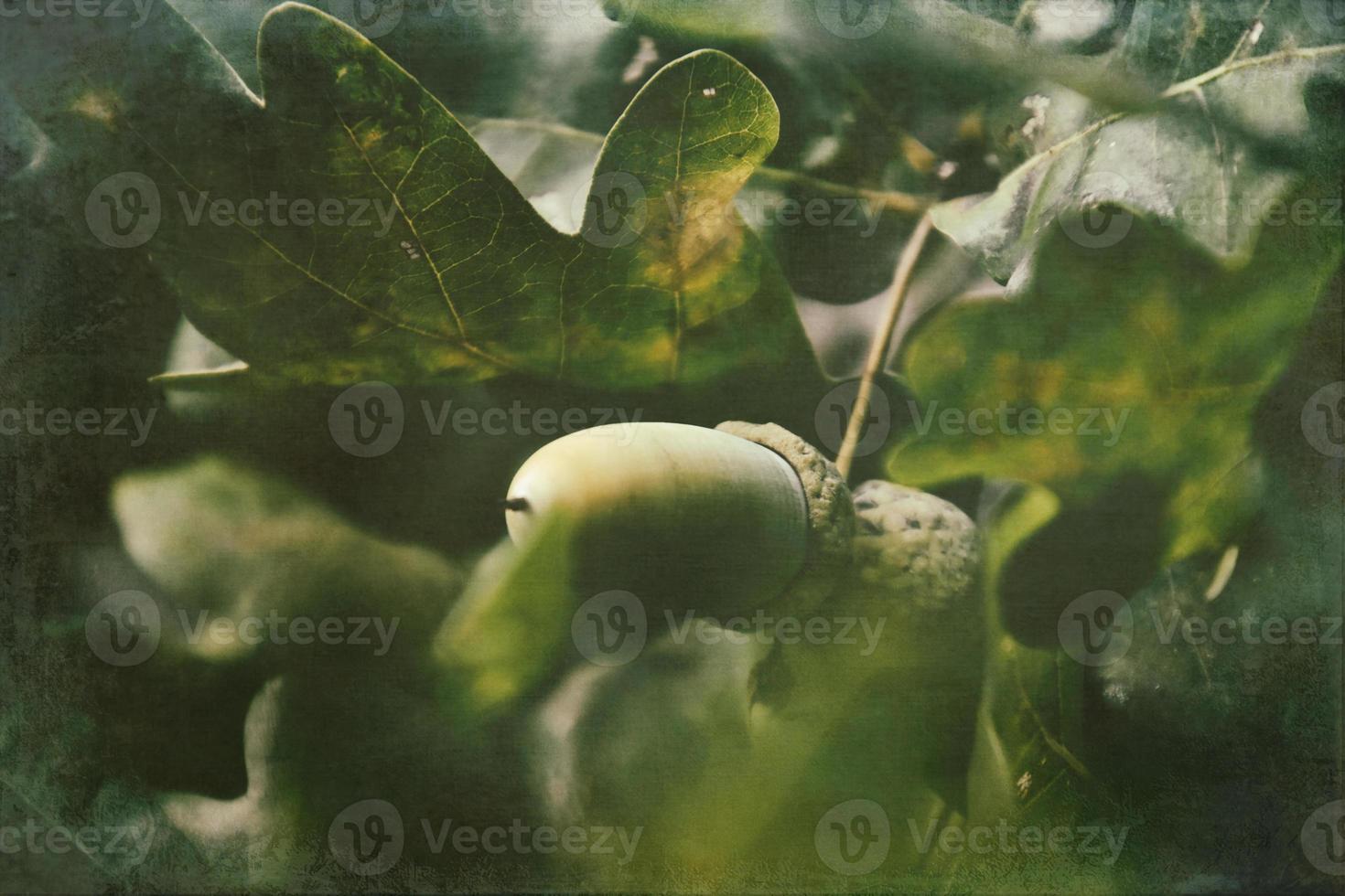 green autumn acorns on the branch of an oak among the leaves photo