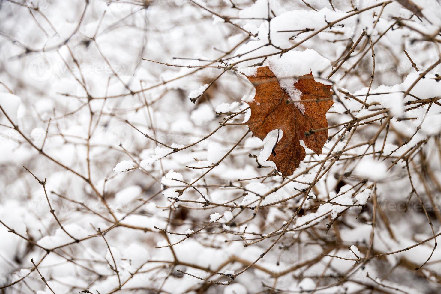 marrón hoja en un árbol rama en contra un antecedentes de blanco nieve en un invierno día en de cerca foto