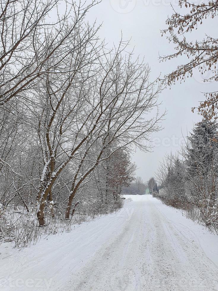 winter natural landscape with snow-covered trees in the forest and a narrow path photo