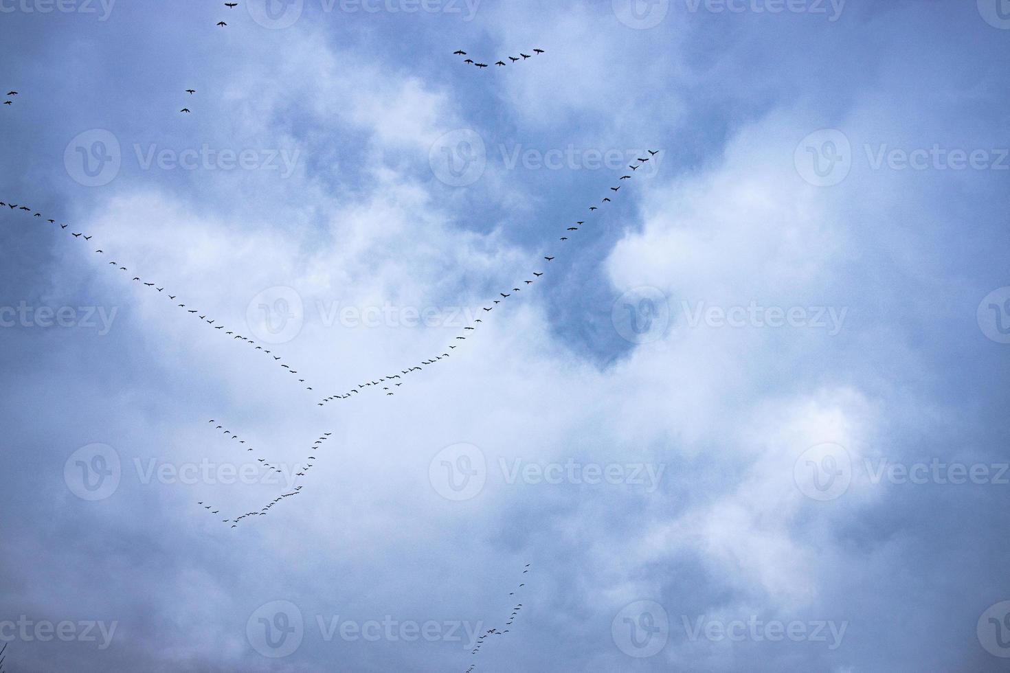 flying black birds in the sky against a background of clouds photo