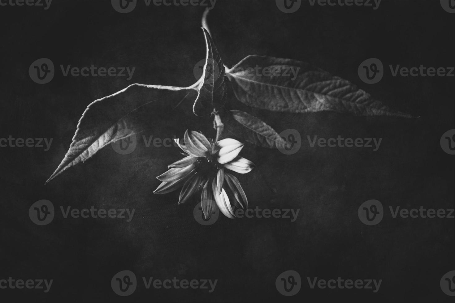 mysterious autumn flower on a black background in a delicate spot light photo