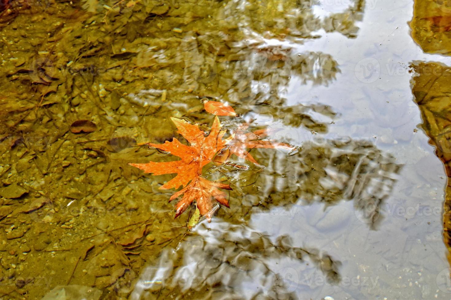 autumn colored leaf lying on clean cold water photo