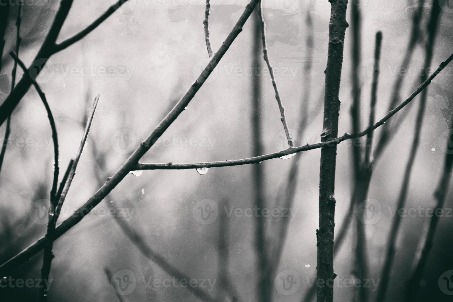 autumn plants with drops of water after the November freezing rain photo