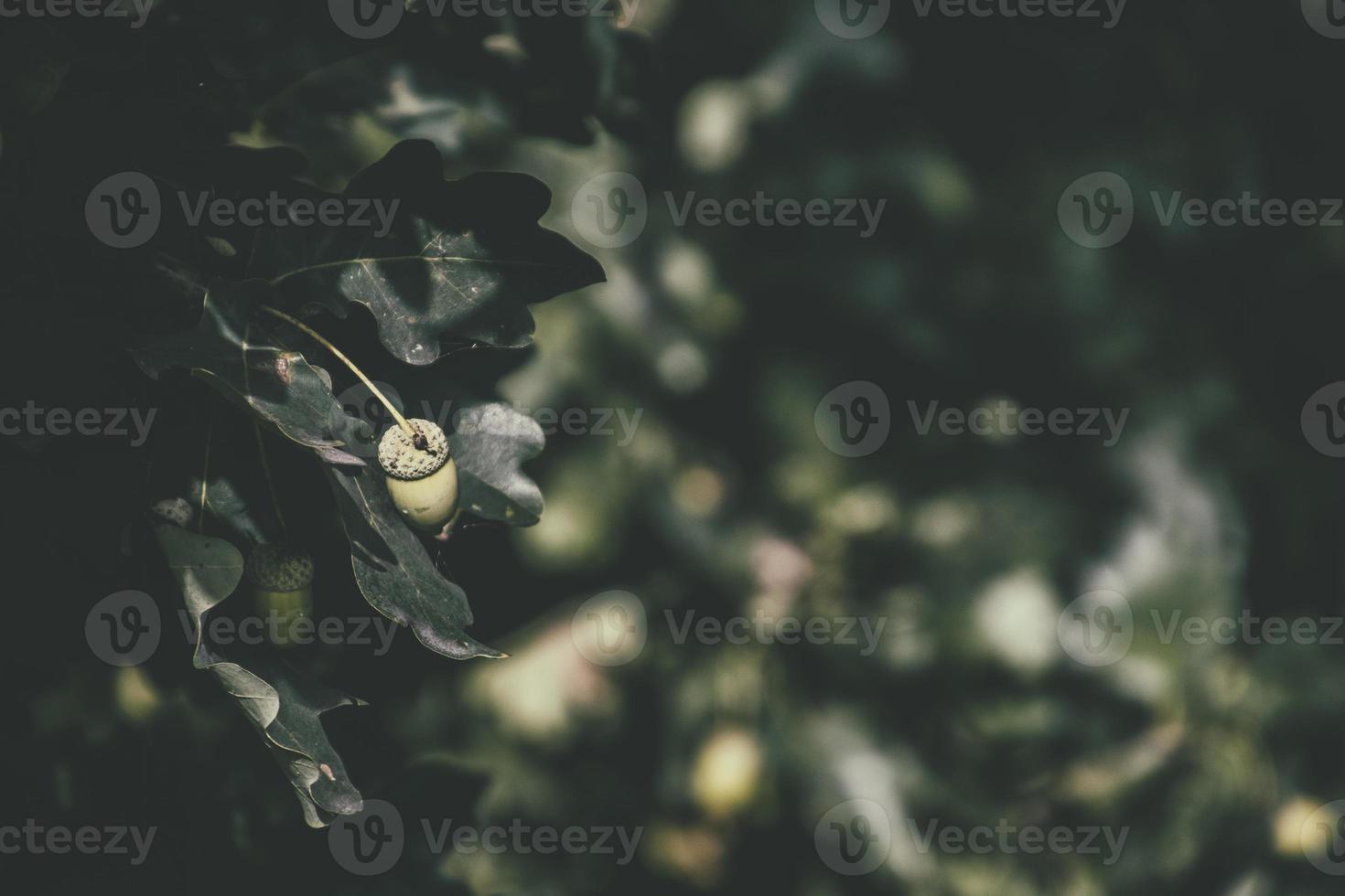 green autumn acorns on the branch of an oak among the leaves photo