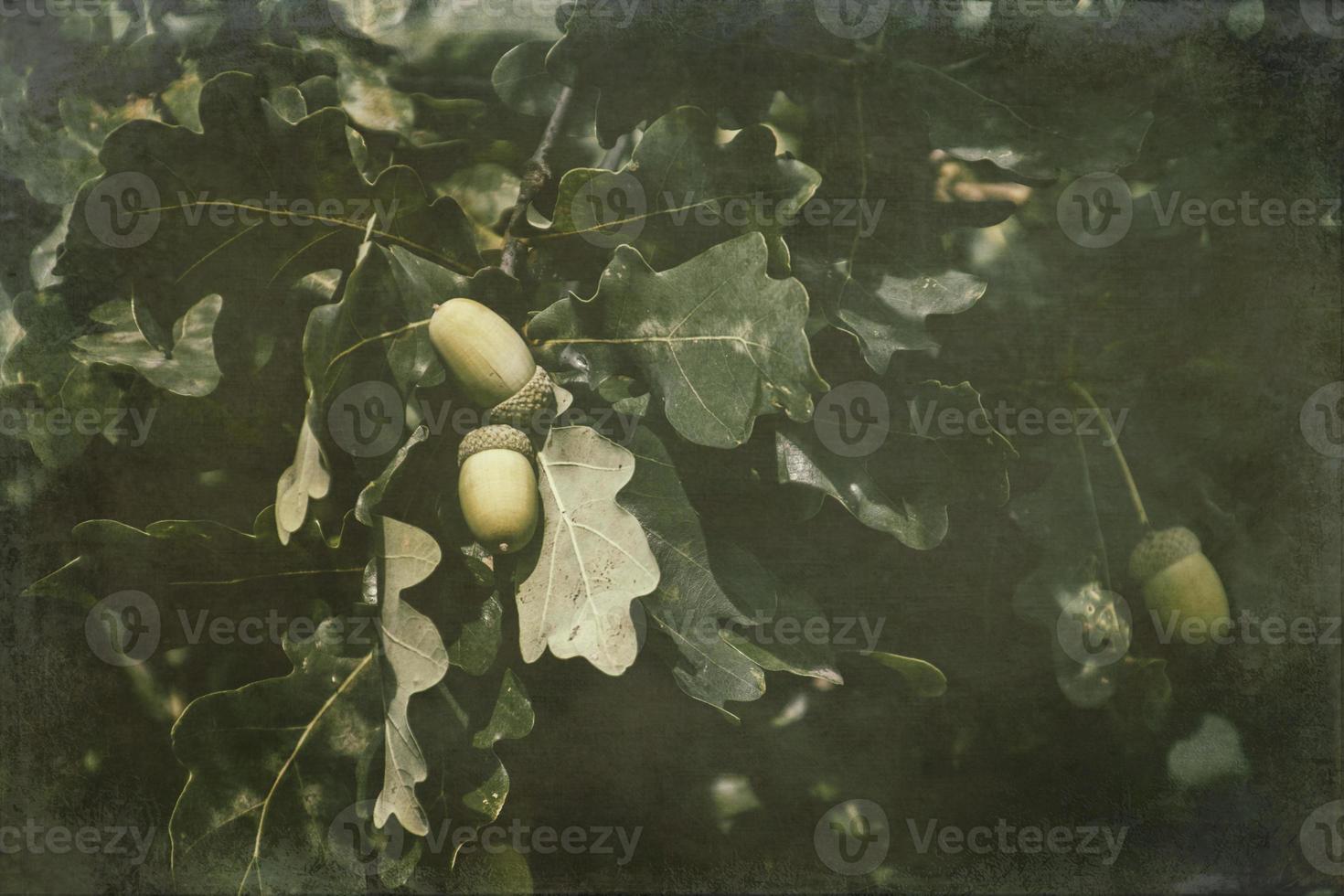 verde otoño bellotas en el rama de un roble entre el hojas foto