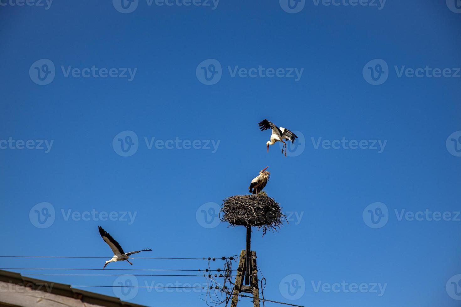 free birds storks on a background of the blue sky in flight fighting for gniazo in the spring photo