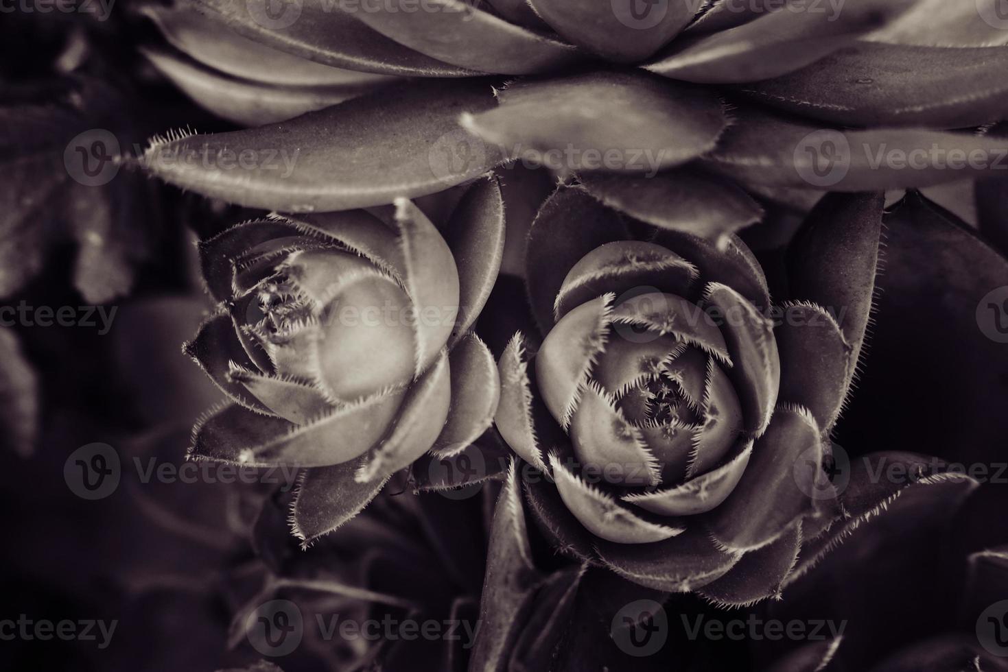 green cactus succulent creating an original background in close-up photo