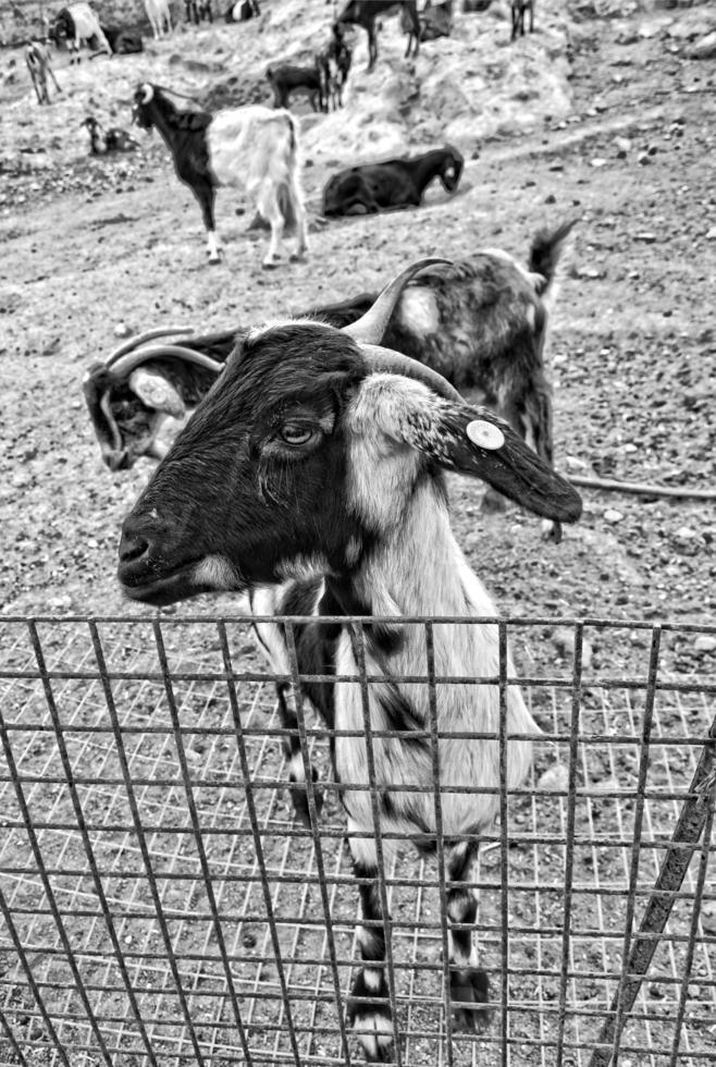 peaceful tame goat animals on a farm on Canary Island Fuertaventra photo