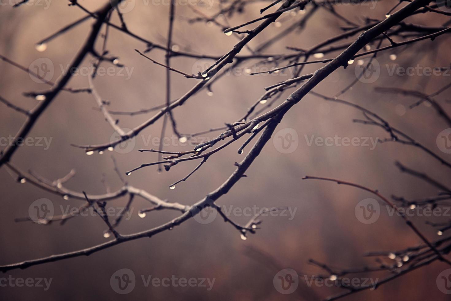 otoño plantas con gotas de agua después el noviembre congelación lluvia foto