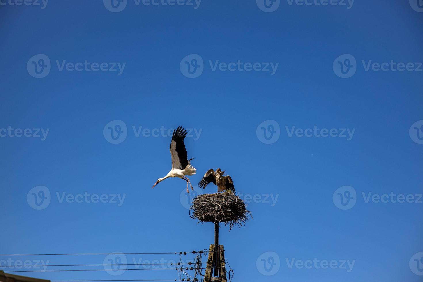 free birds storks on a background of the blue sky in flight fighting for gniazo in the spring photo