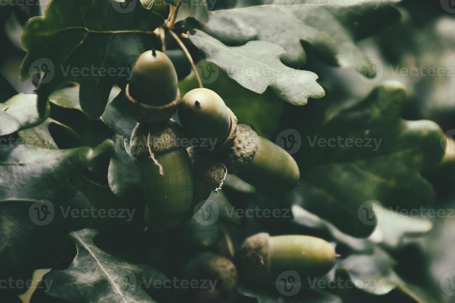 green autumn acorns on the branch of an oak among the leaves photo