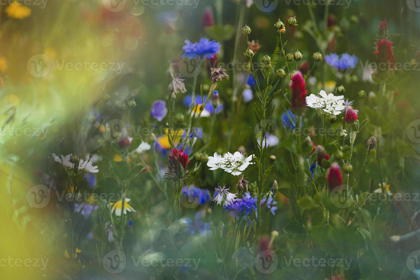 wildflowers in a meadow close-up in europe on a warm summer day photo