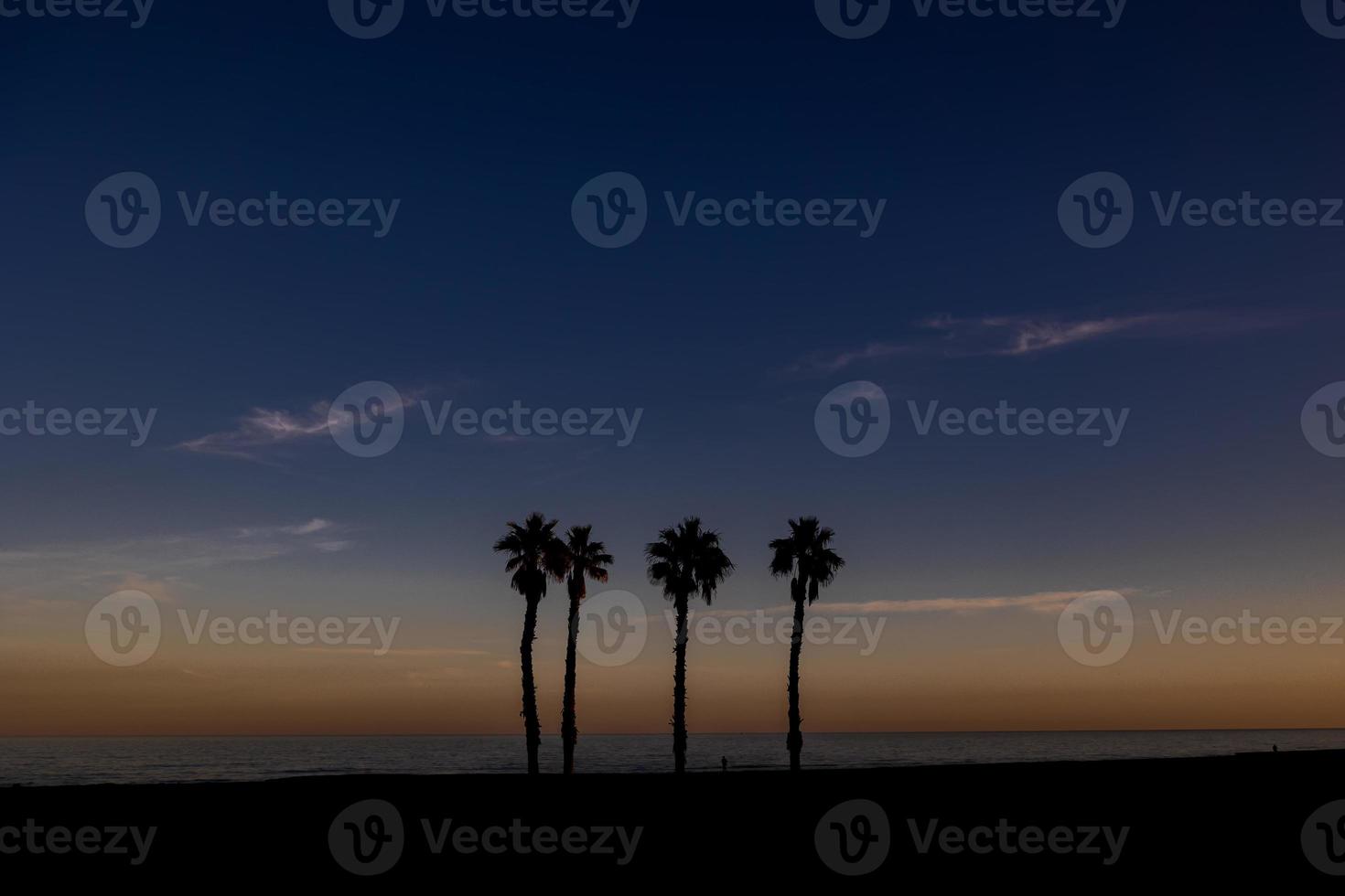 seaside landscape peace and quiet sunset and four palm trees on the beach photo