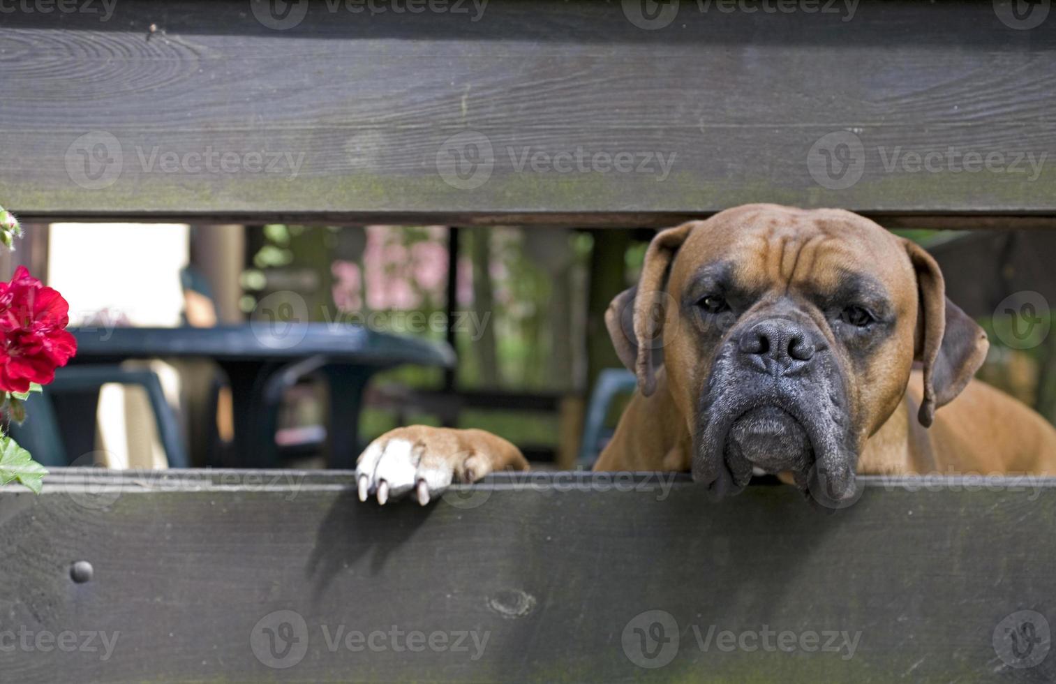 marrón cabeza perro criador Boxer mirando mediante un de madera cerca foto