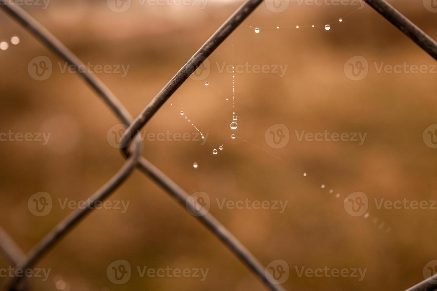 little delicate water drops on a spider web in close-up on a foggy day photo