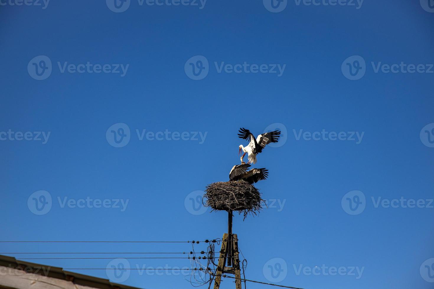 free birds storks on a background of the blue sky in flight fighting for gniazo in the spring photo