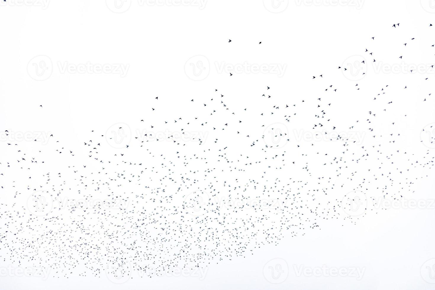 background flock of black birds in the sky isolated texture for artwork photo