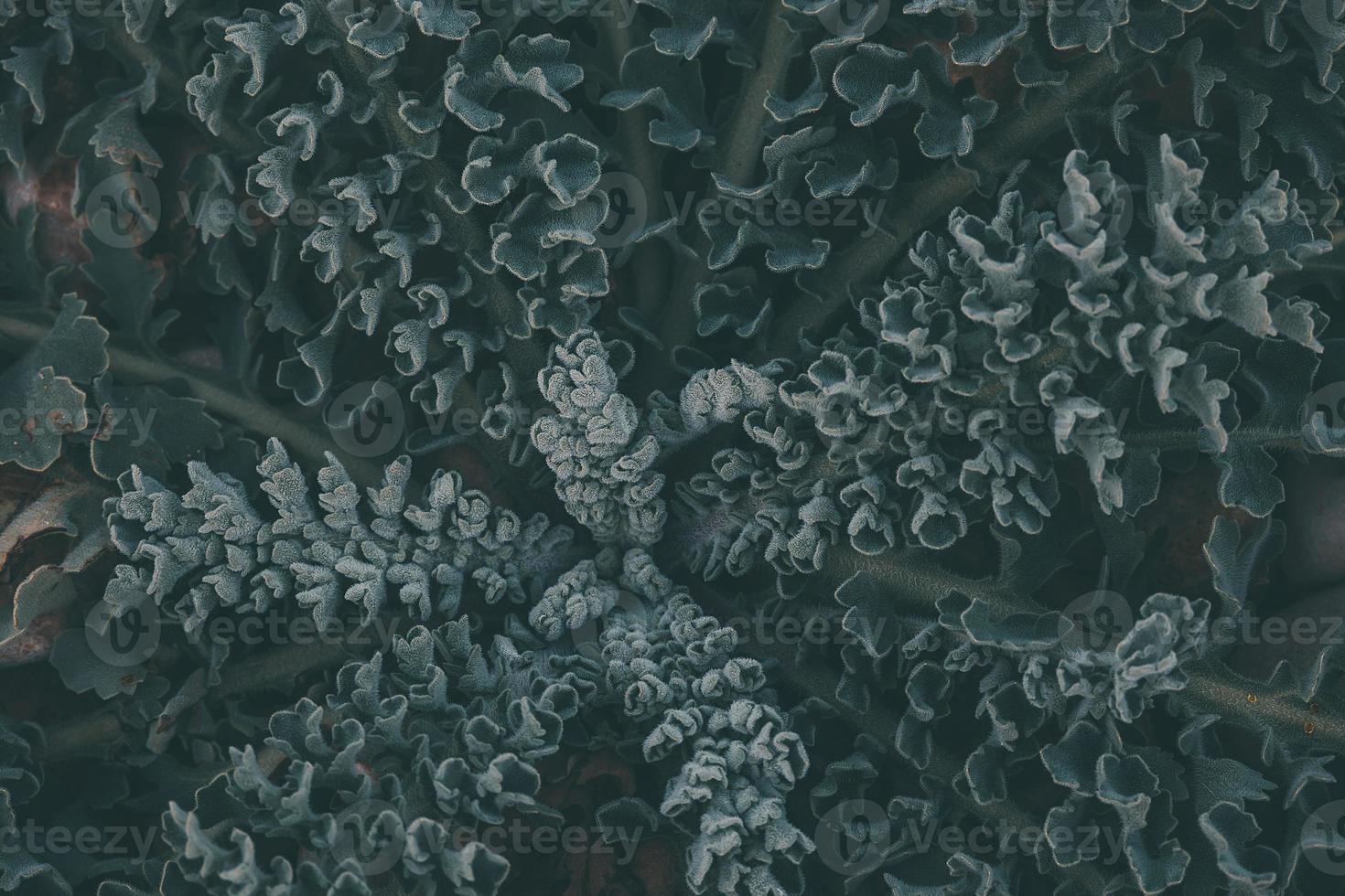 green exotic plant in natural background closeup photo