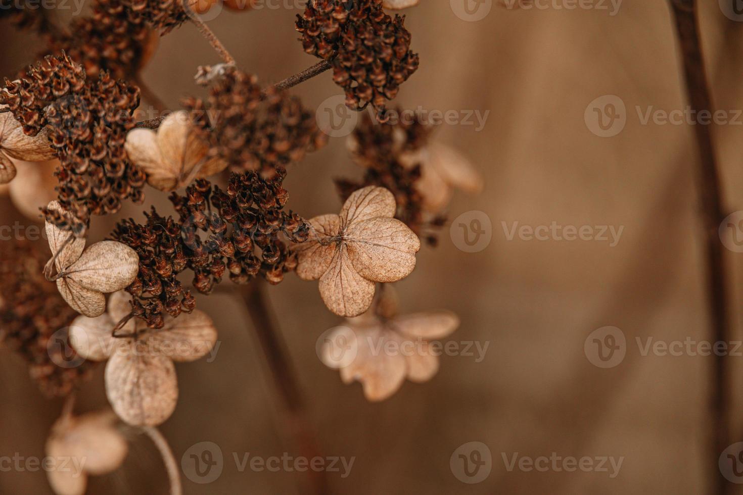 brown withered ornamental flowers in the garden on a cool autumn day photo