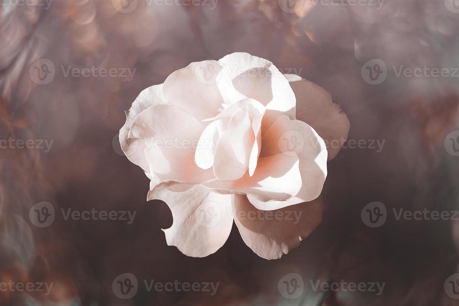 white rose in warm autumn sun in closeup and bokeh photo