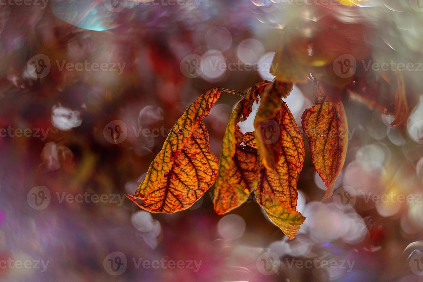 otoño oro marrón hojas en un árbol en un soleado día con bokeh foto