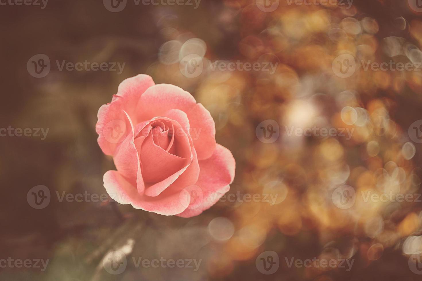 beautiful  rose in warm autumn sun in closeup and bokeh photo