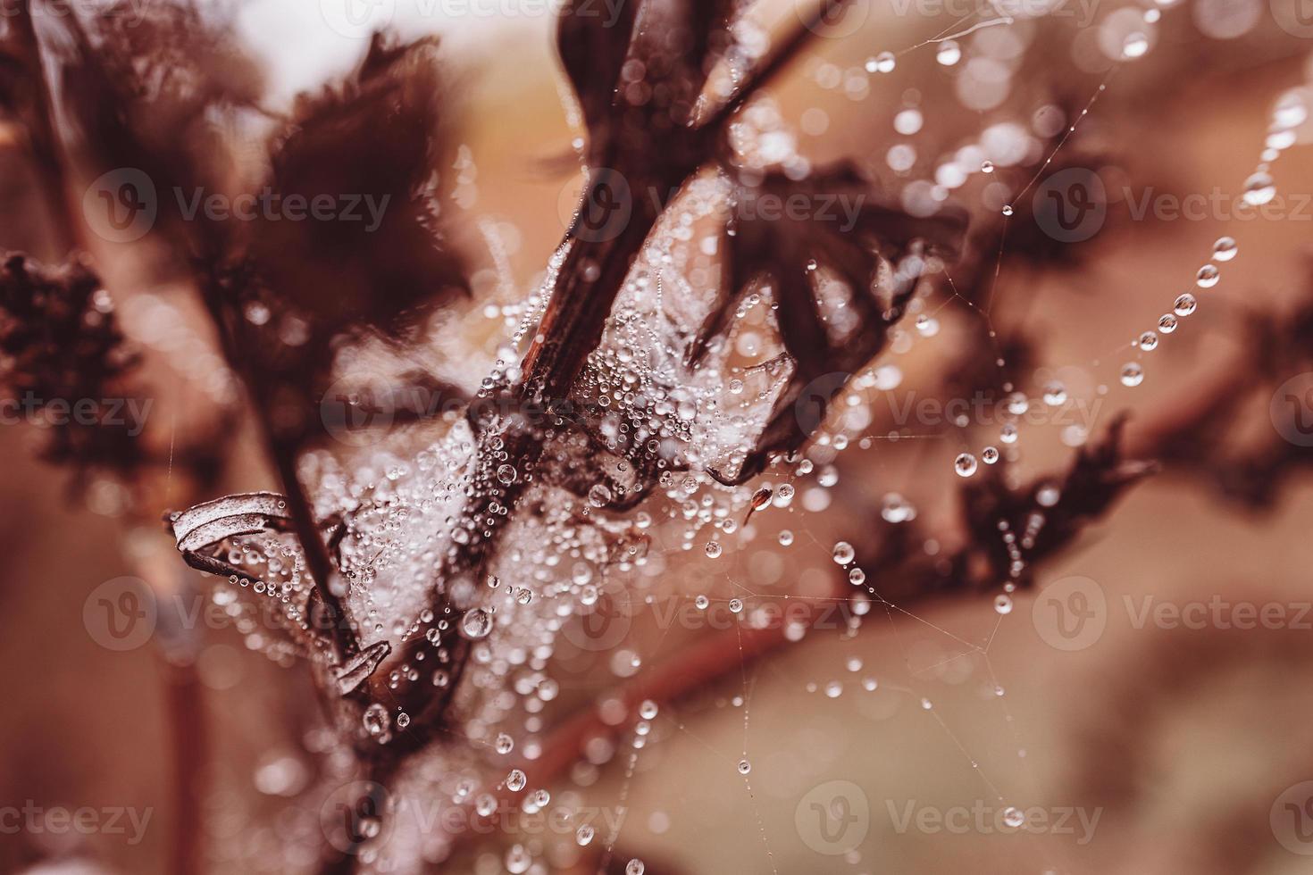 little soft water drops on a spider web on an autumn day close-up outdoors photo