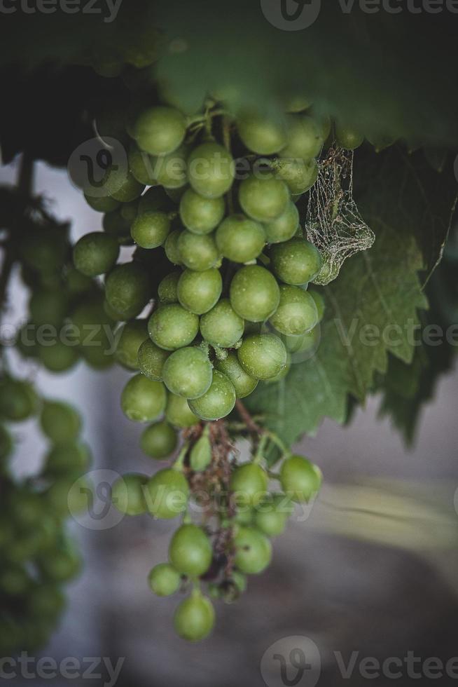 ripe big green grapes on the vine on a warm day photo