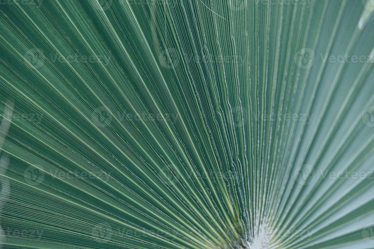 green natural abstract background palm leaf closeup photo