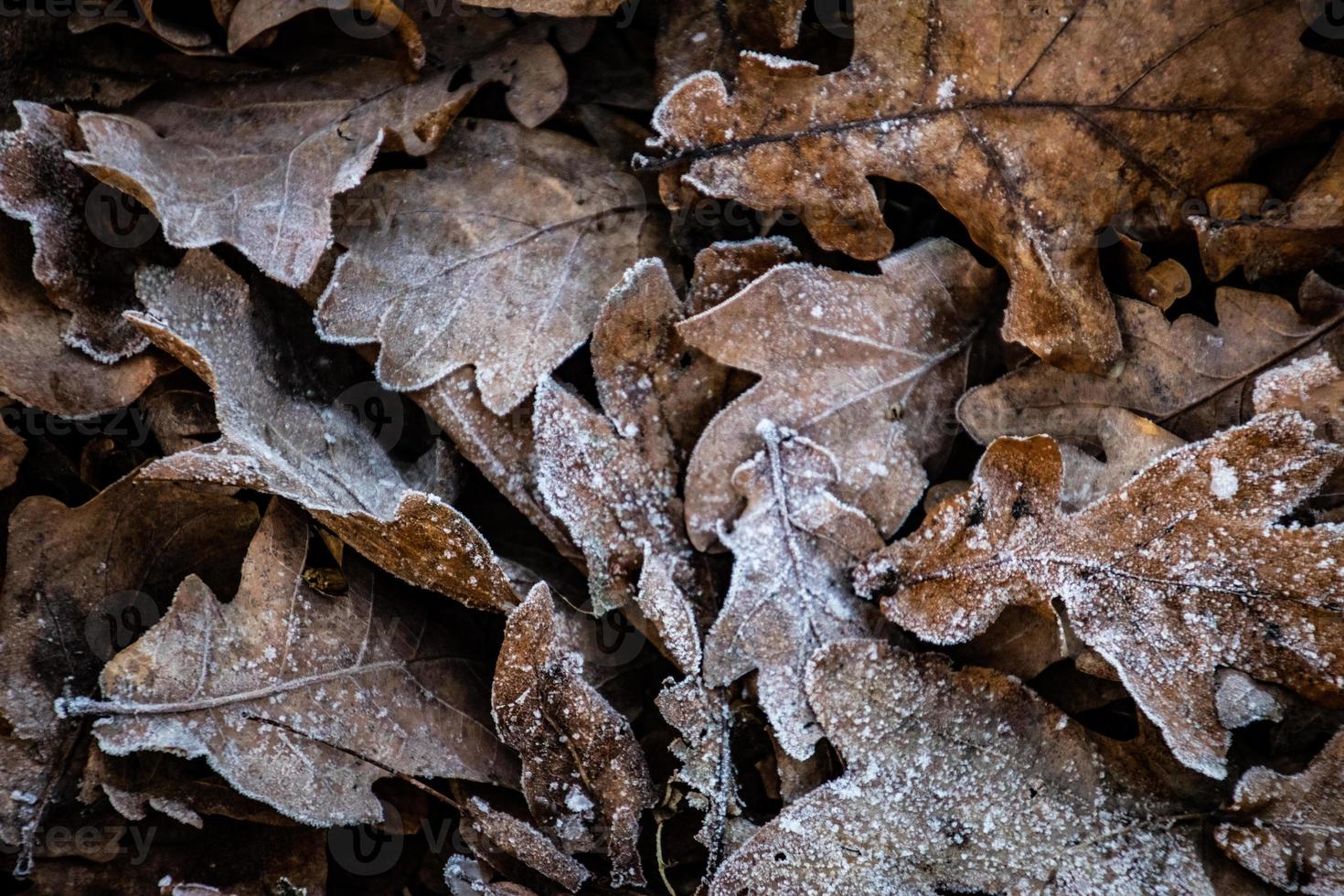 antecedentes de otoño marrón roble hojas cubierto con el primero blanco escarcha foto