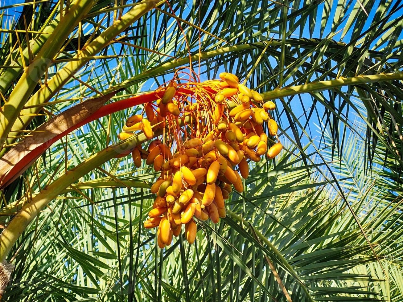 dates growing on a green palm tree on a background of blue sky photo