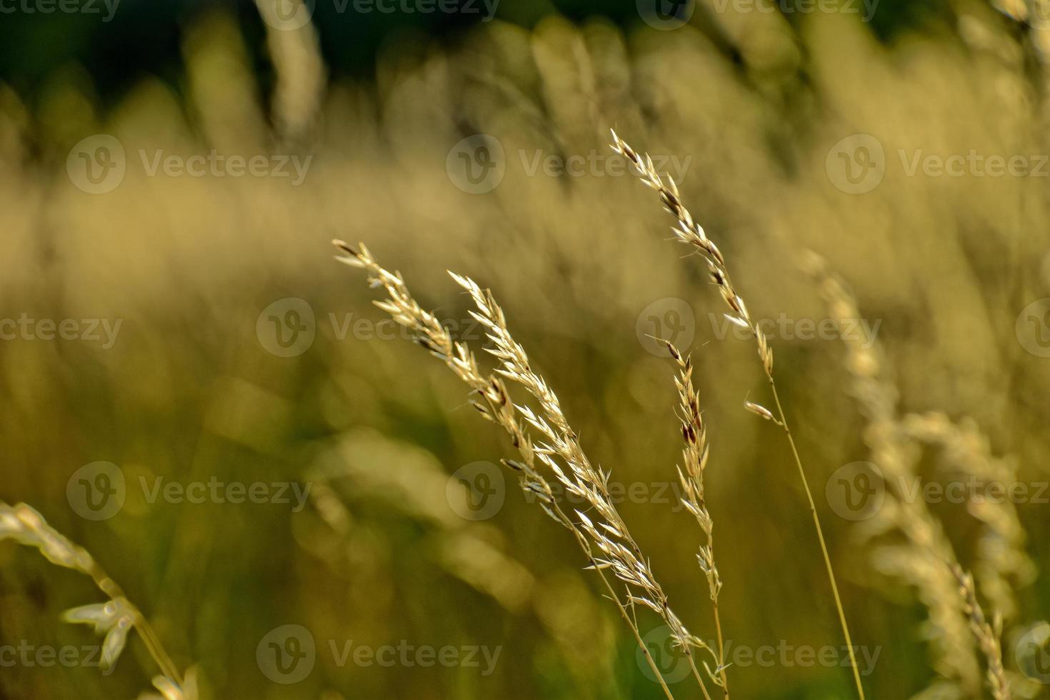 golden summer wild grass in the eternal warm gentle sun photo