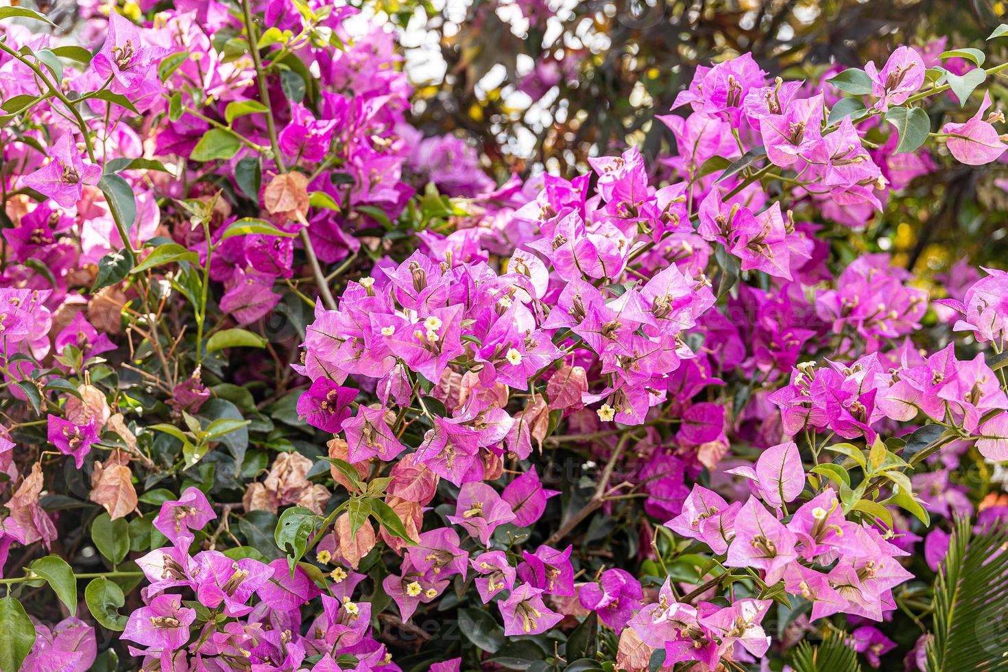 natural pink background with flowers bugenwilla close-up photo