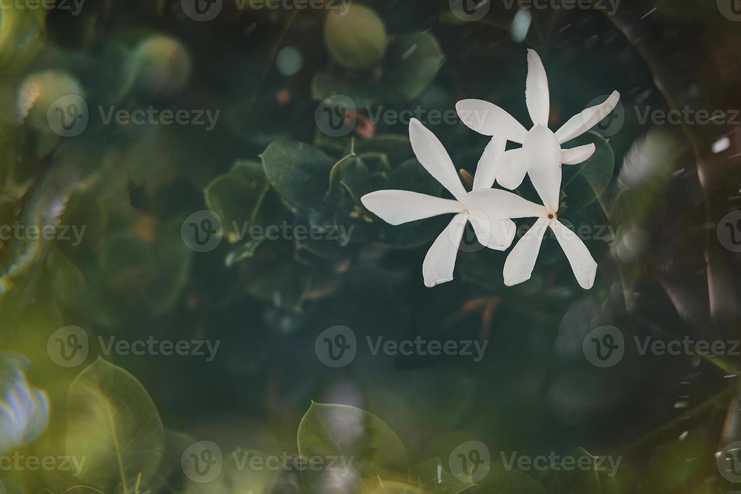 white flower of jasmine on the vine on a green background of leaves photo