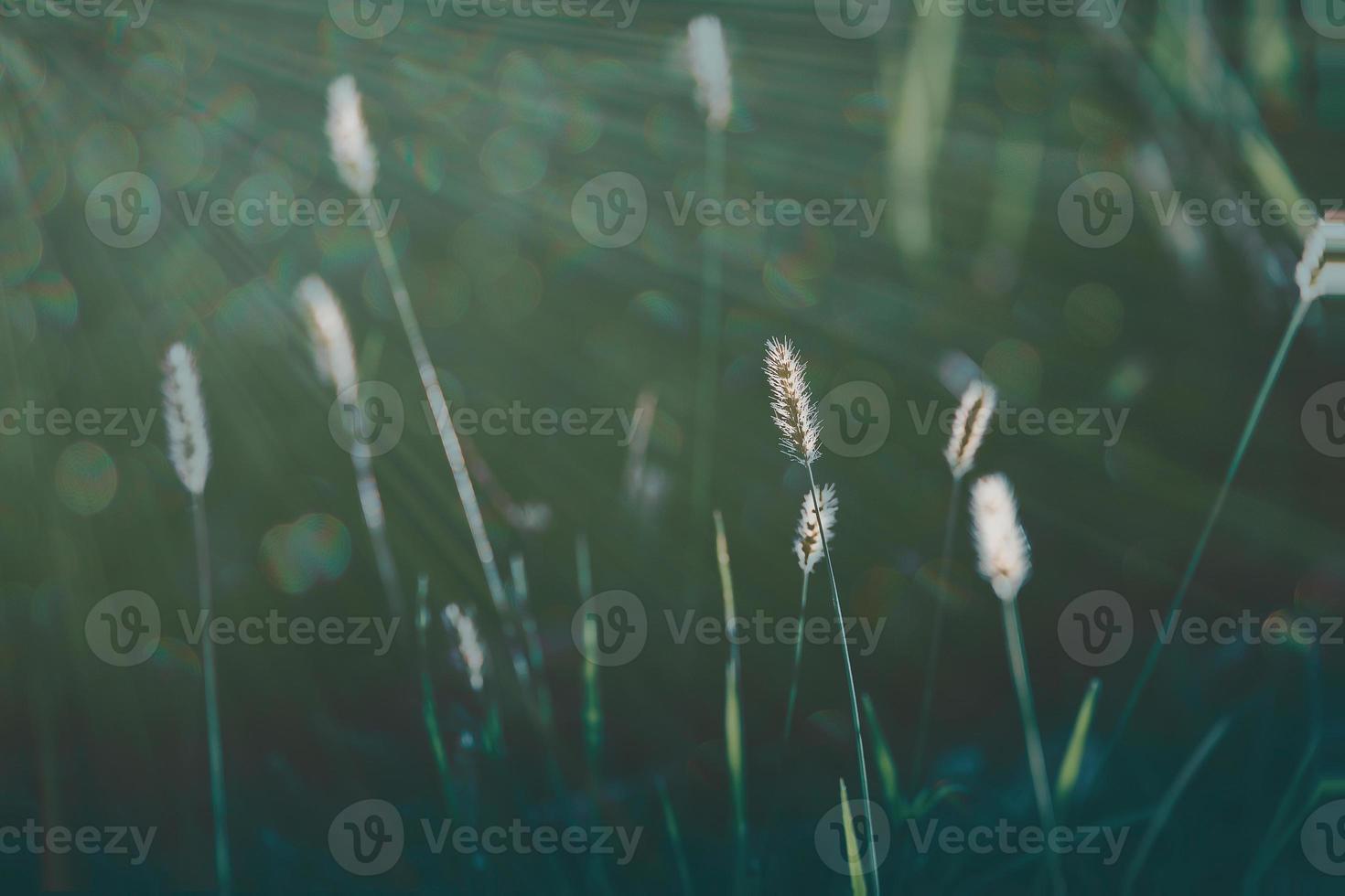 summer grass in a meadow in the warm summer sun on a green background photo