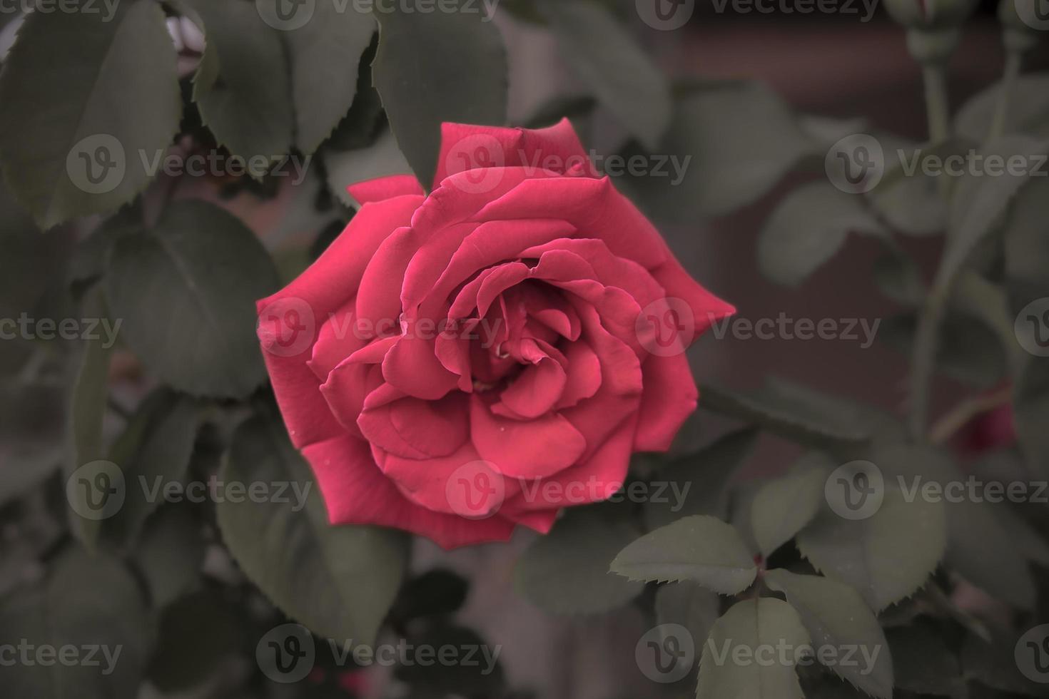 big red romantic rose in the garden against the background of green leaves on a summer day photo