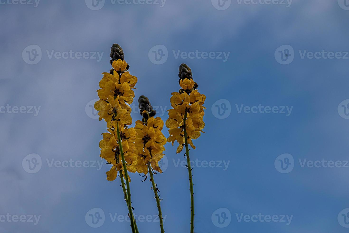 amarillo flores en contra el azul cielo en el verano jardín foto