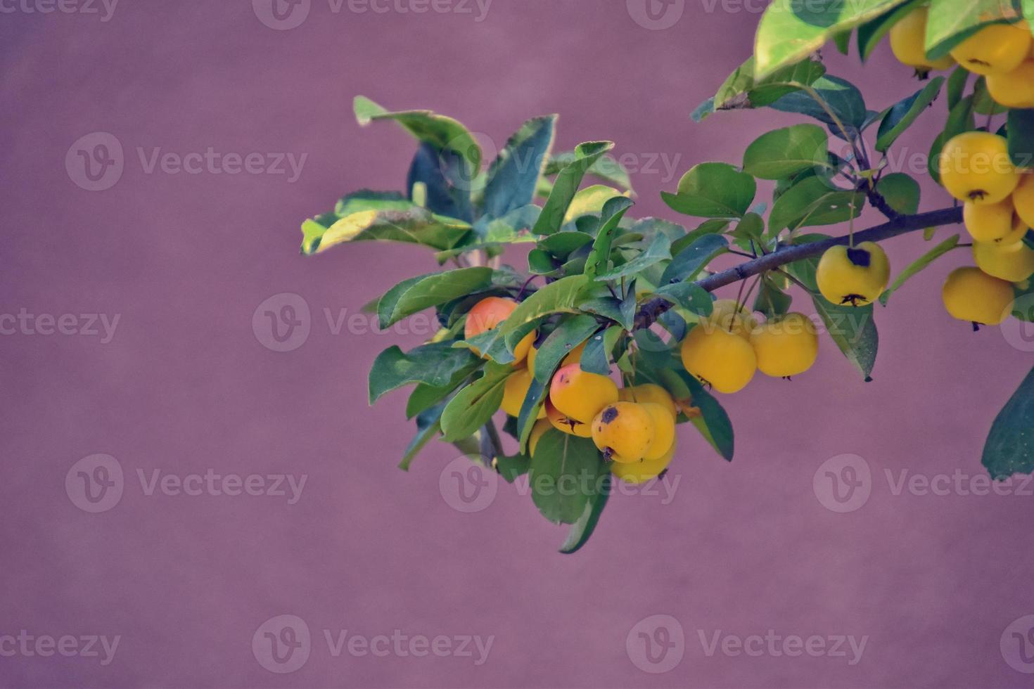 yellow autumn ornamental apples on a branch with green leaves on a pastel background photo
