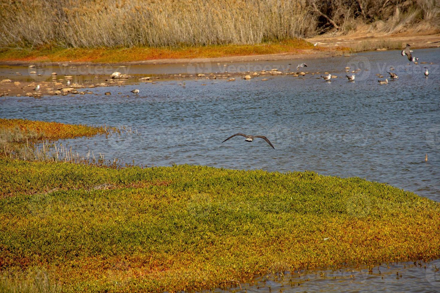natural paisaje lago en el Español canario isla gran canaria en maspalomas con agua, dunas plantas y salvaje aves foto