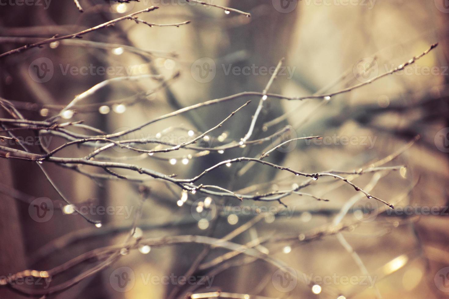 autumn branches of a tree dressed in leaves and raindrops shining in the sun photo