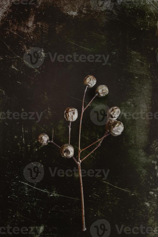 original exotic autumn tree seeds on a dark background photo