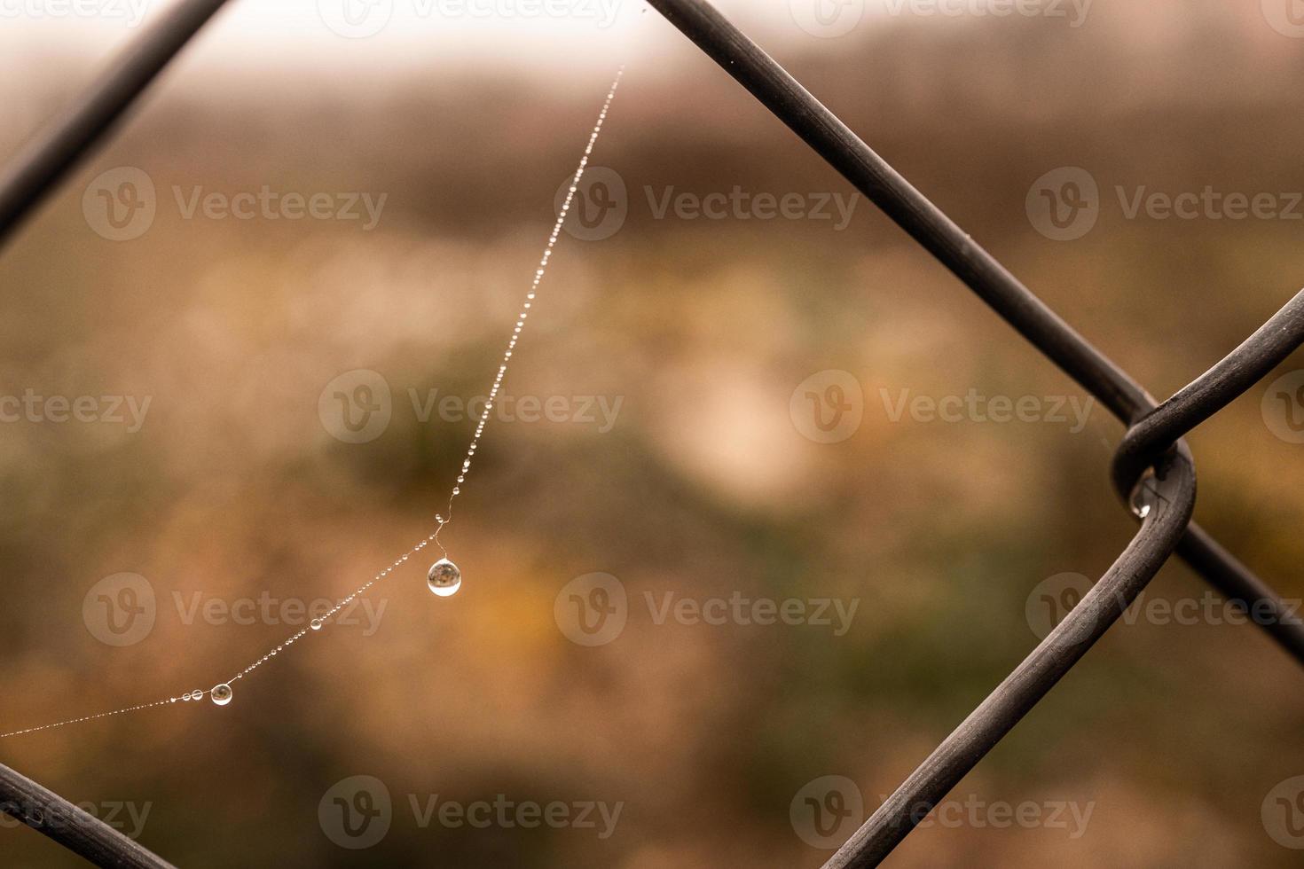 little delicate water drops on a spider web in close-up on a foggy day photo