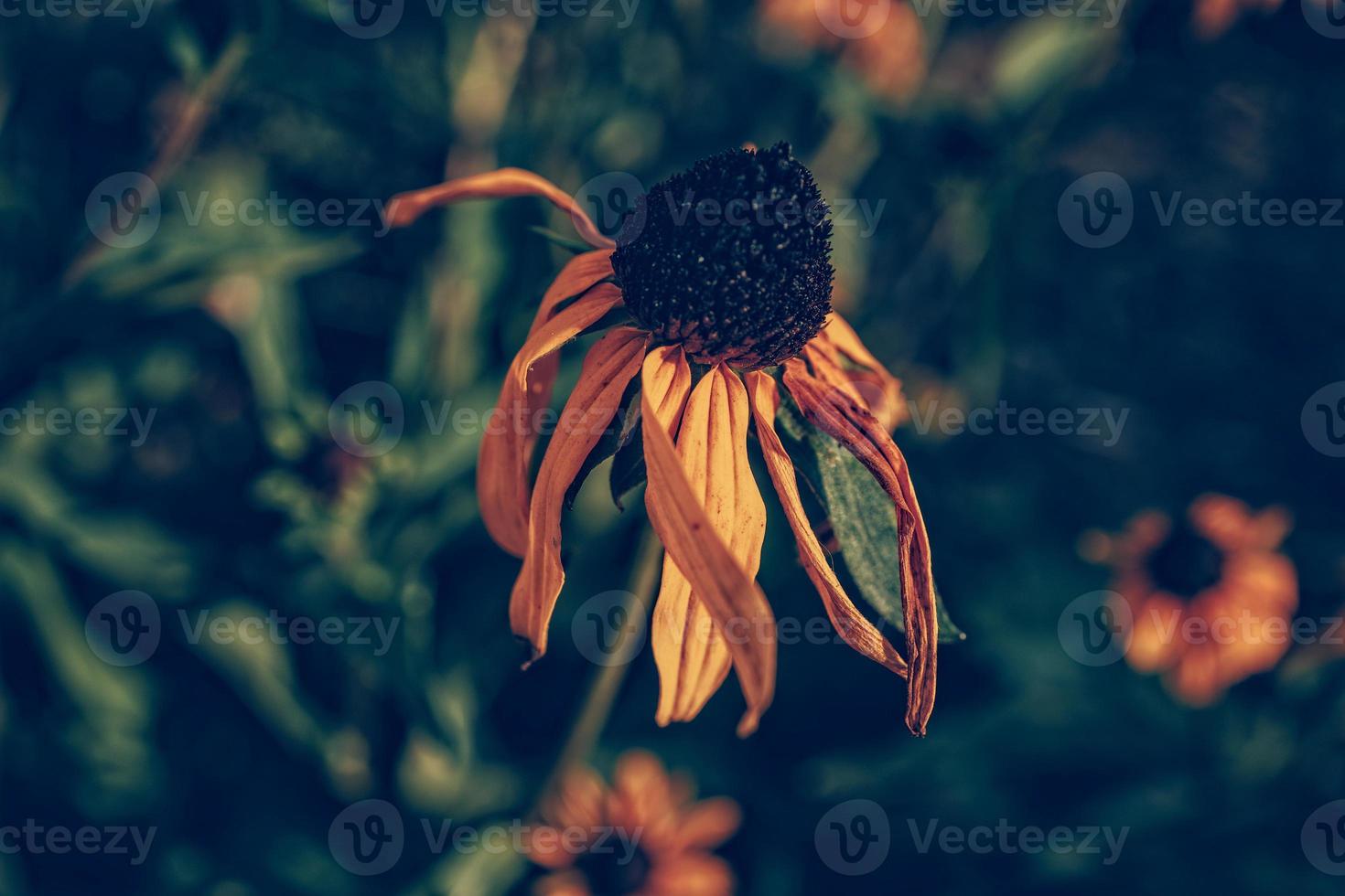 yellow summer flowers in the summer garden among green leaves photo
