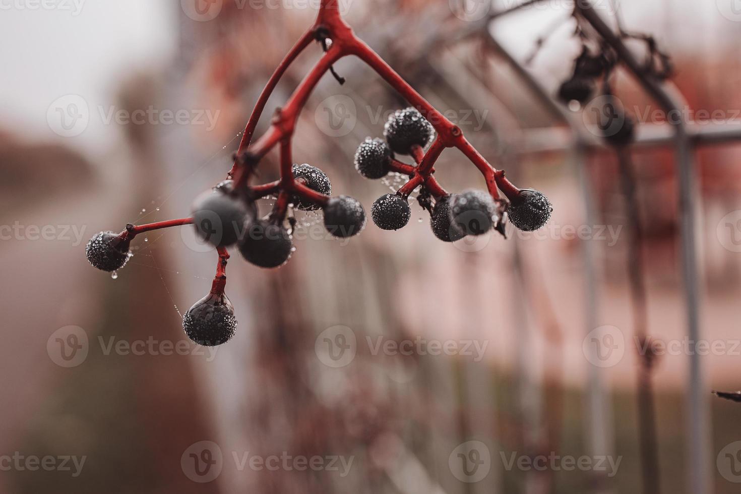 autumn dark blue wild fruit with cobweb and water drops close-up photo