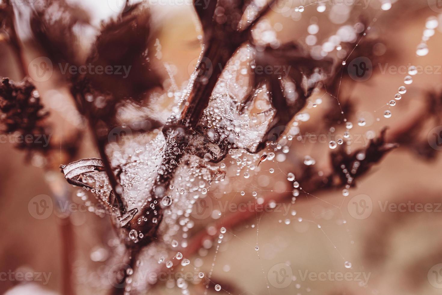 little soft water drops on a spider web on an autumn day close-up outdoors photo