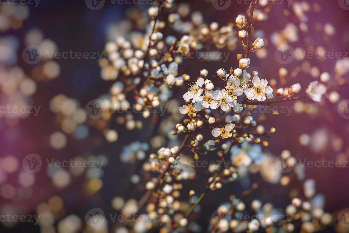 spring tree blooming in pink in close-up outdoors in the warm sunshine photo