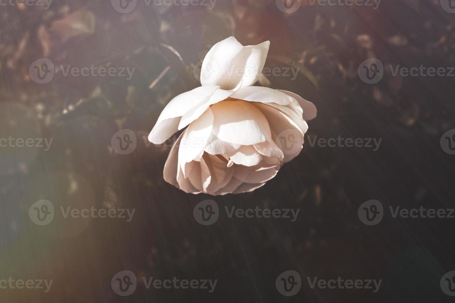 white rose in warm autumn sun in closeup and bokeh photo