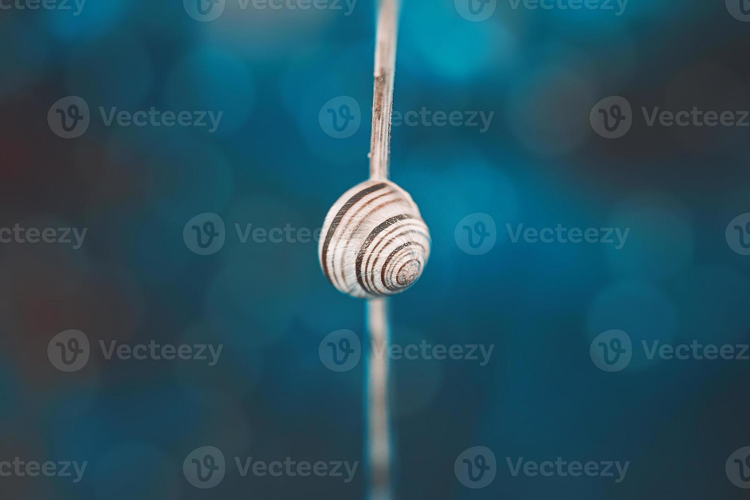 lonely snail in a shell on a branch on the blue background photo