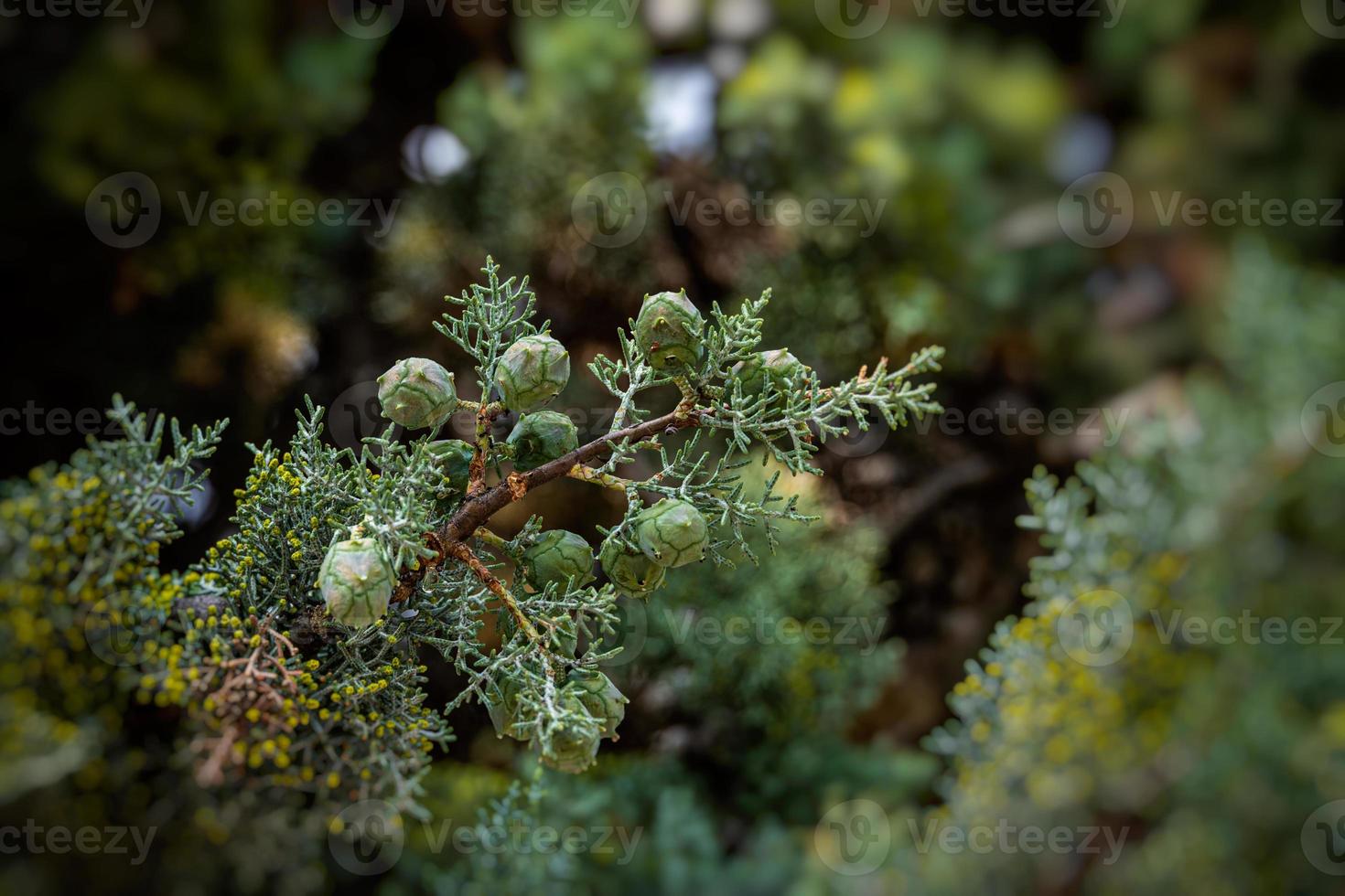 green cypress tree forming a backdrop on a summer day in Spain photo