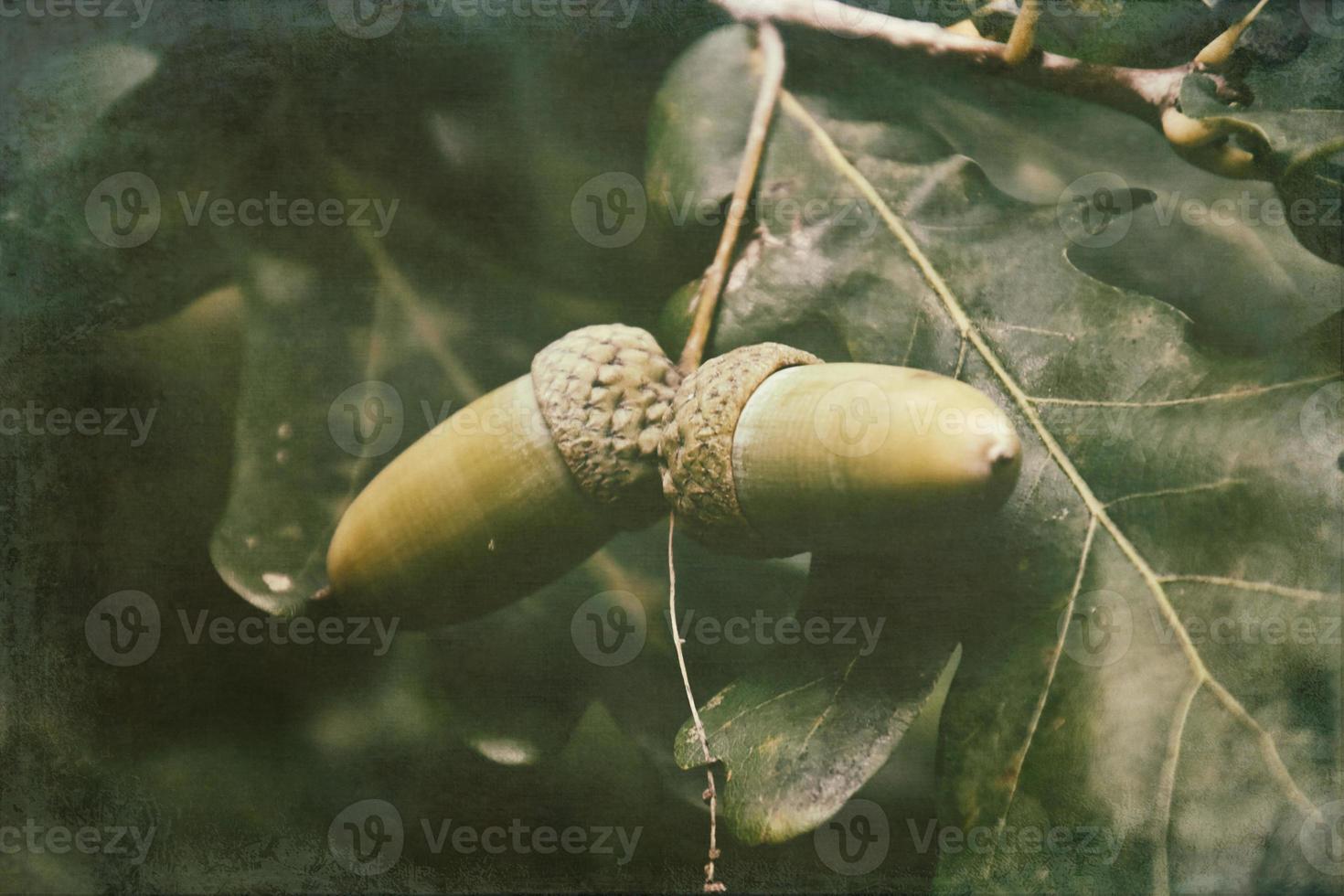 green autumn acorns on the branch of an oak among the leaves photo